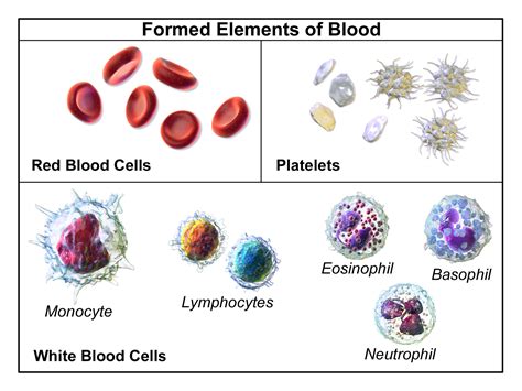what is another name for leukocytes